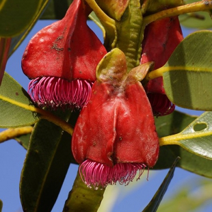 Eucalyptus tetraptera